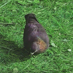 はとまるをのアバター